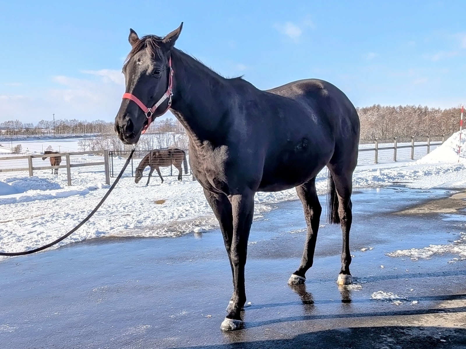 追分ファームのお馬さん5頭が参加しましたの2枚目画像