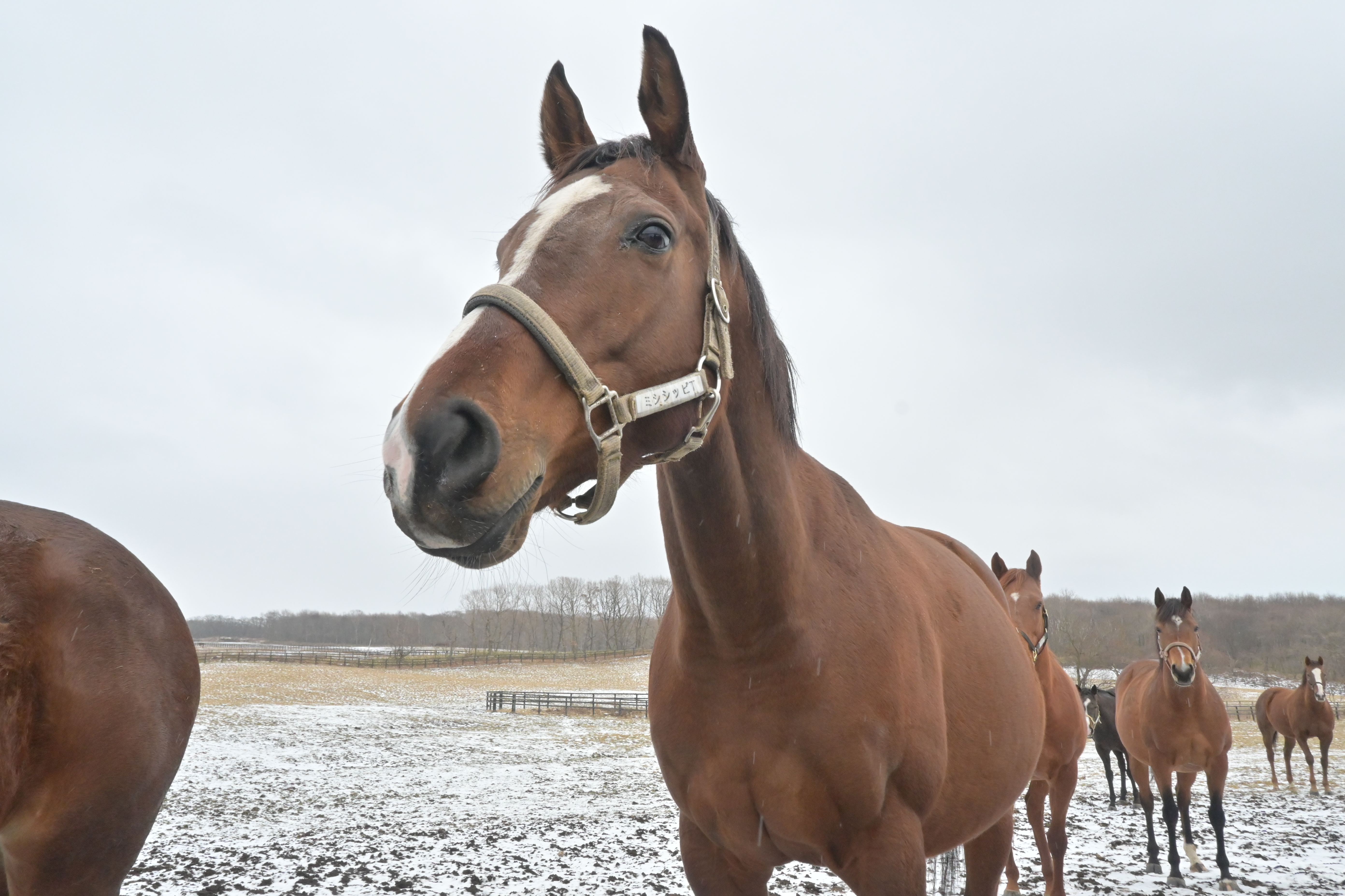 リョーケンファームのミシシッピテソーロ・デトロイトテソーロ・リエノテソーロが【うまぷれ。】に参加しました。の2枚目画像