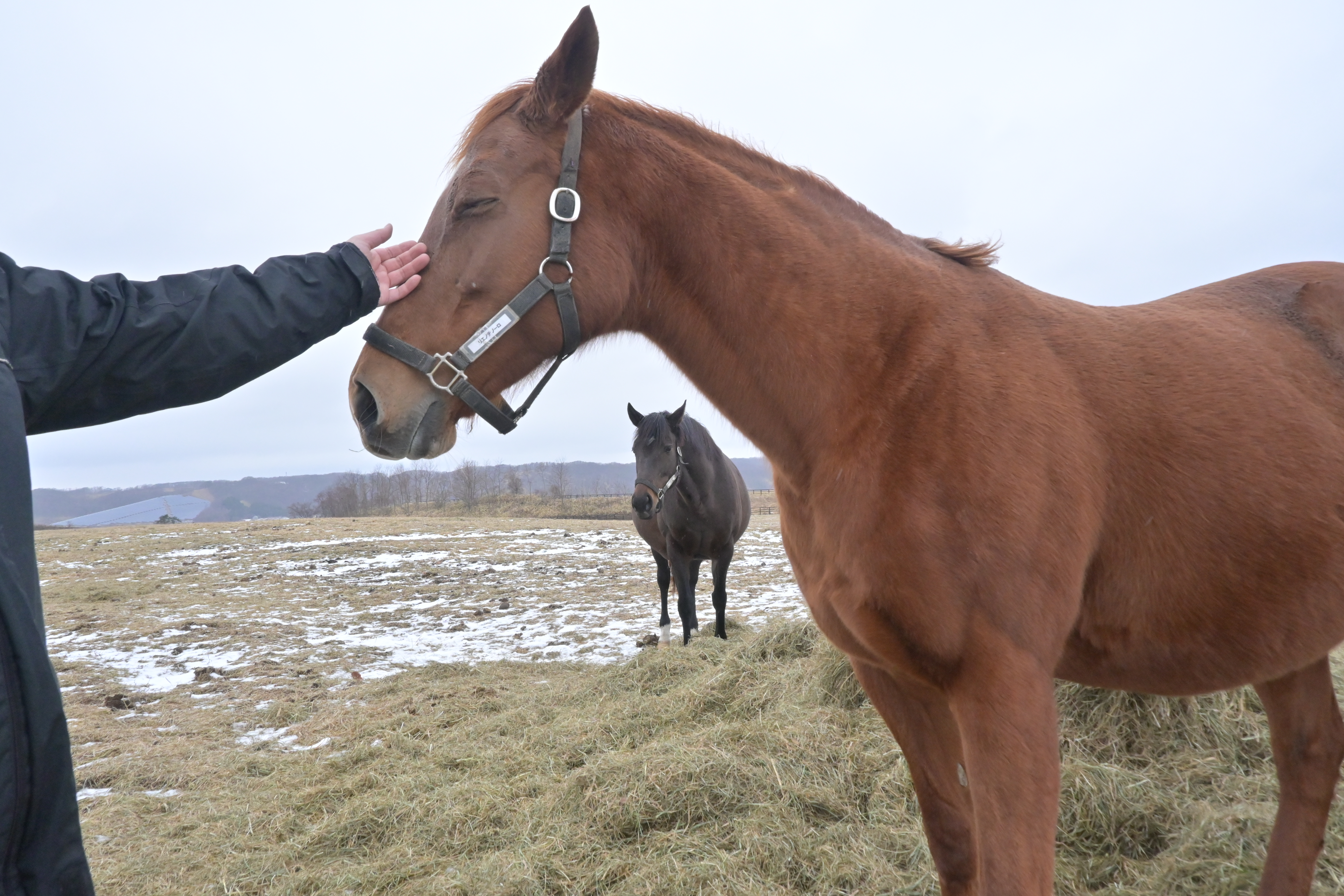リョーケンファームのミシシッピテソーロ・デトロイトテソーロ・リエノテソーロが【うまぷれ。】に参加しました。の3枚目画像