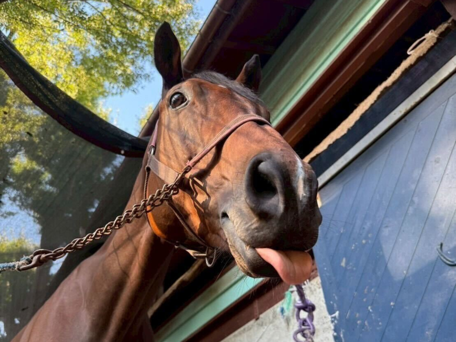 学習院大学馬術部のお馬さん6頭が参加しました。