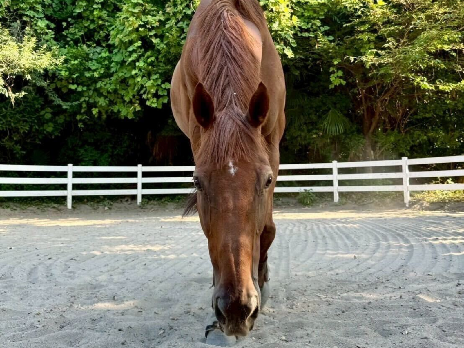 学習院大学馬術部のお馬さん6頭が参加しました。の2枚目画像