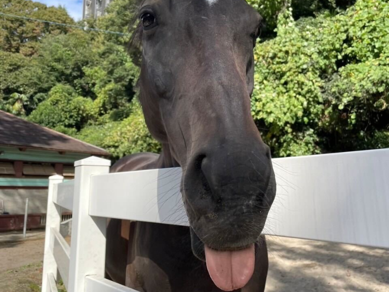 学習院大学馬術部のお馬さん6頭が参加しました。の3枚目画像