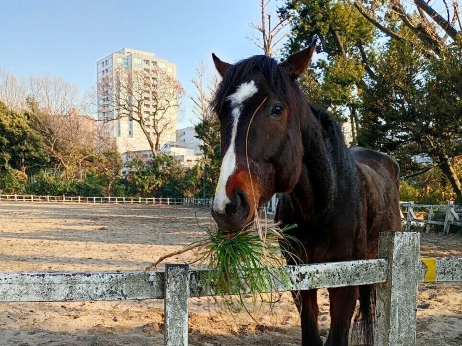 学習院大学馬術部のお馬さん6頭が参加しました。の4枚目画像