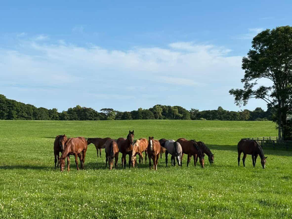 ウシュバテソーロやモンブランテソーロなど他施設に在厩している種牡馬につきまして