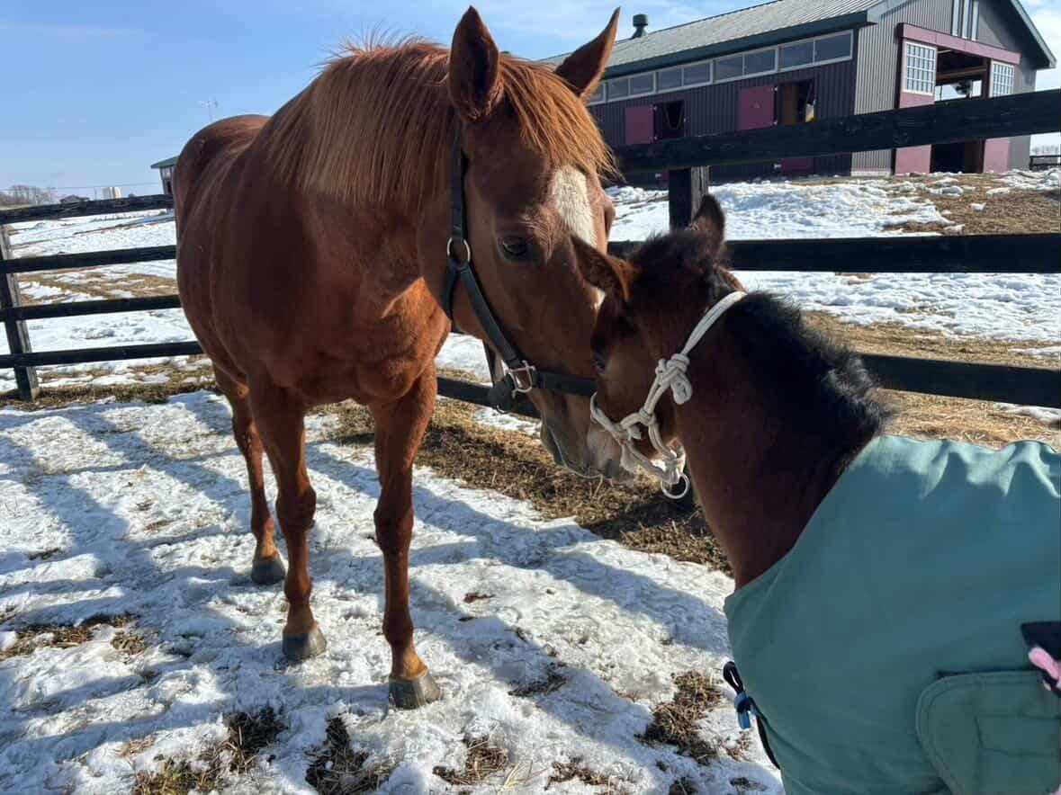ウシュバテソーロやモンブランテソーロなど他施設に在厩している種牡馬につきましての2枚目画像