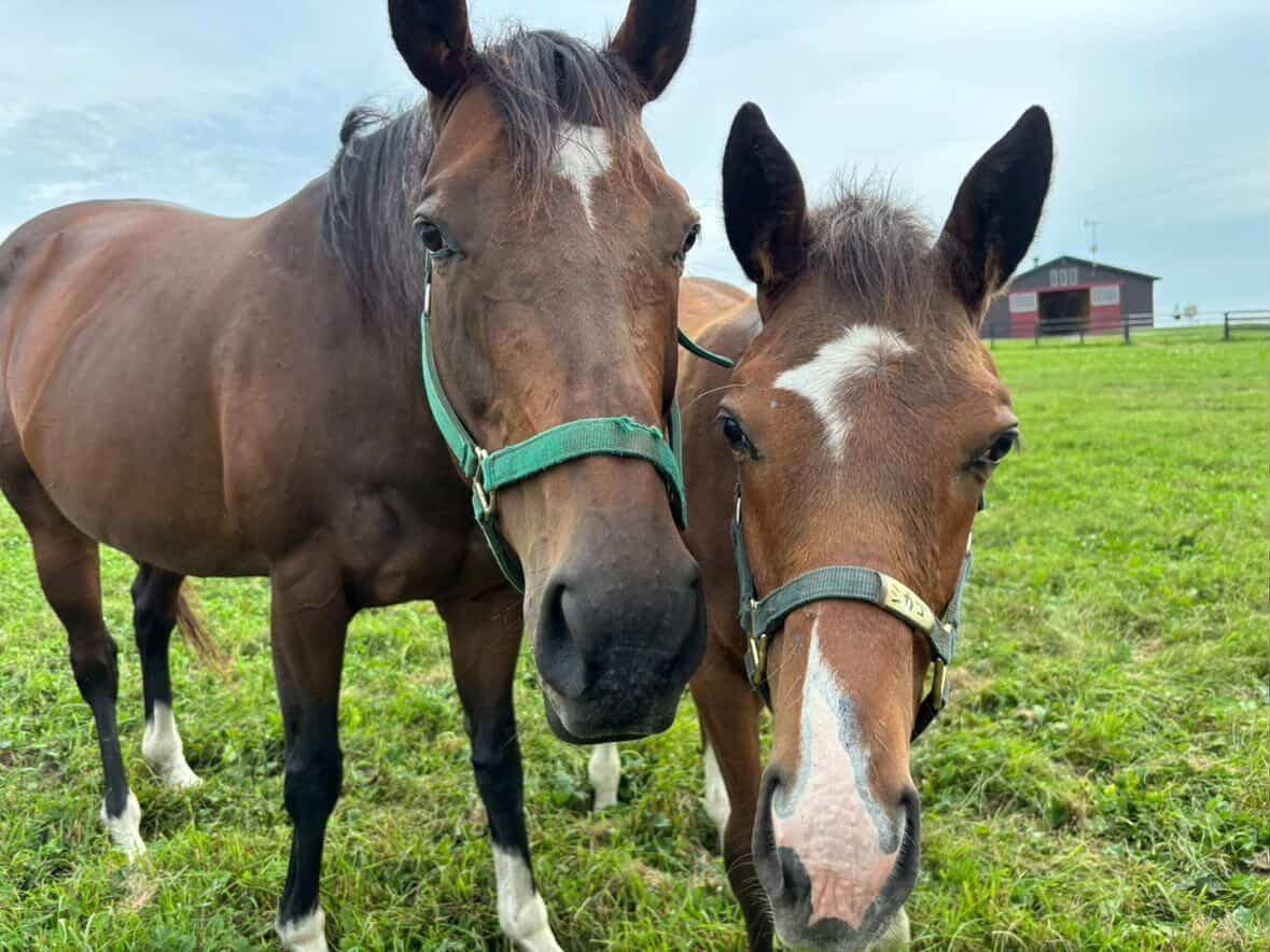 ウシュバテソーロやモンブランテソーロなど他施設に在厩している種牡馬につきましての3枚目画像