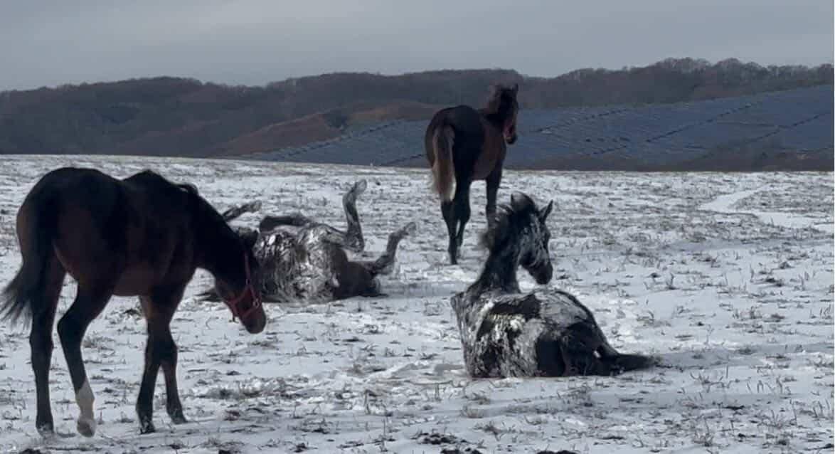 ウシュバテソーロやモンブランテソーロなど他施設に在厩している種牡馬につきましての5枚目画像