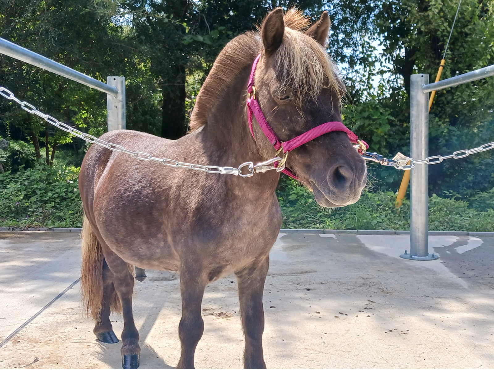 ちびうま団の2頭のお馬さんが参加しました。の2枚目画像