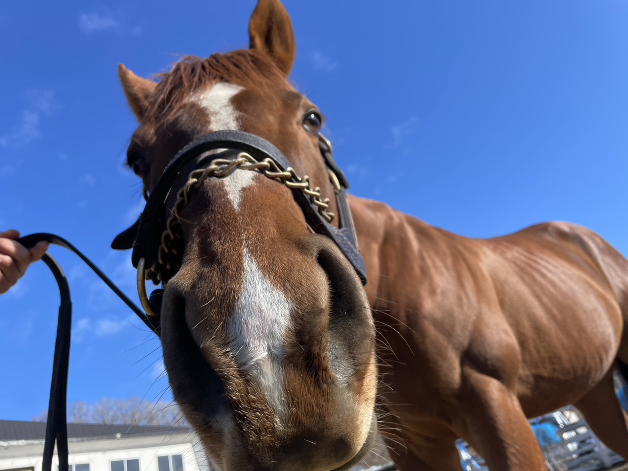 白馬牧場のセイウンコウセイが参加しました！の2枚目画像