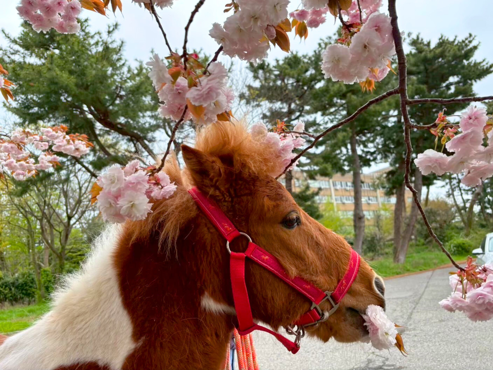 新潟大学の5頭がうまぷれに参加しましたの3枚目画像