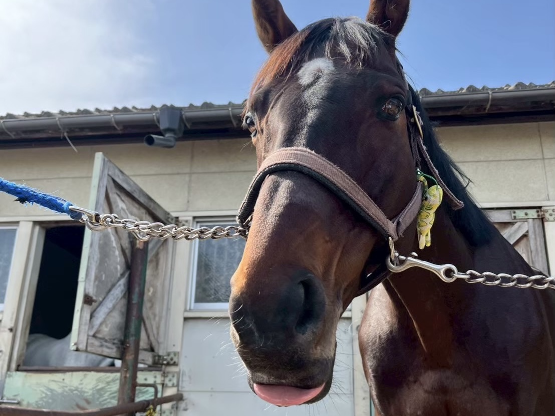 新潟大学の5頭がうまぷれに参加しましたの5枚目画像