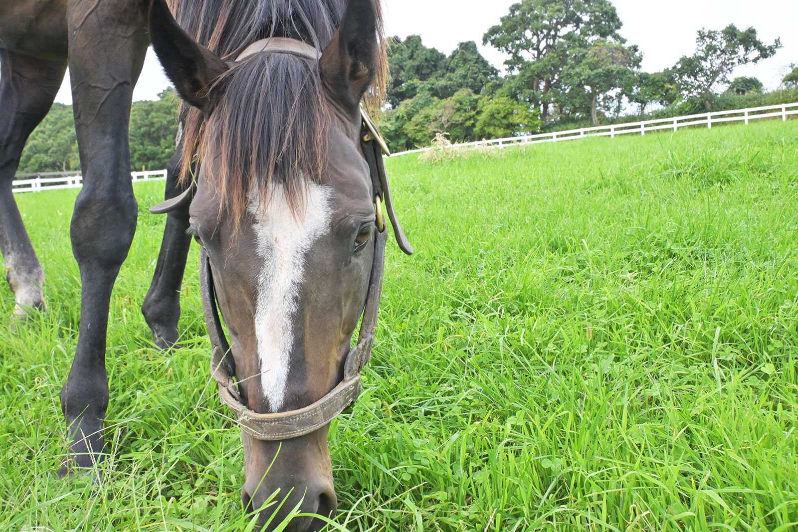 2月『うまのおやつ』を贈っていただいた皆様、ありがとうございました！の2枚目画像