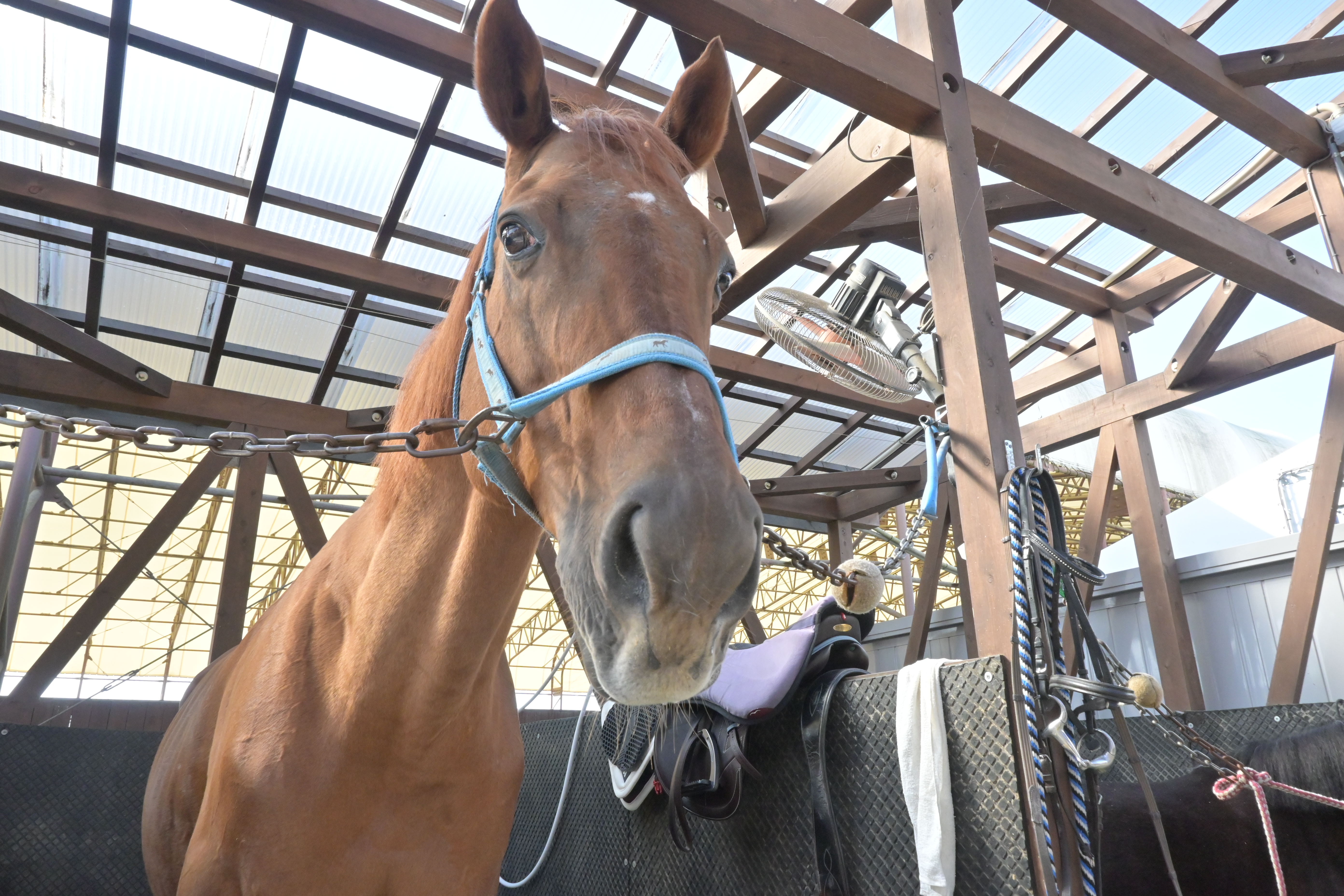 岡山乗馬倶楽部の2頭のお馬さんがうまぷれに参加しましたの1枚目画像