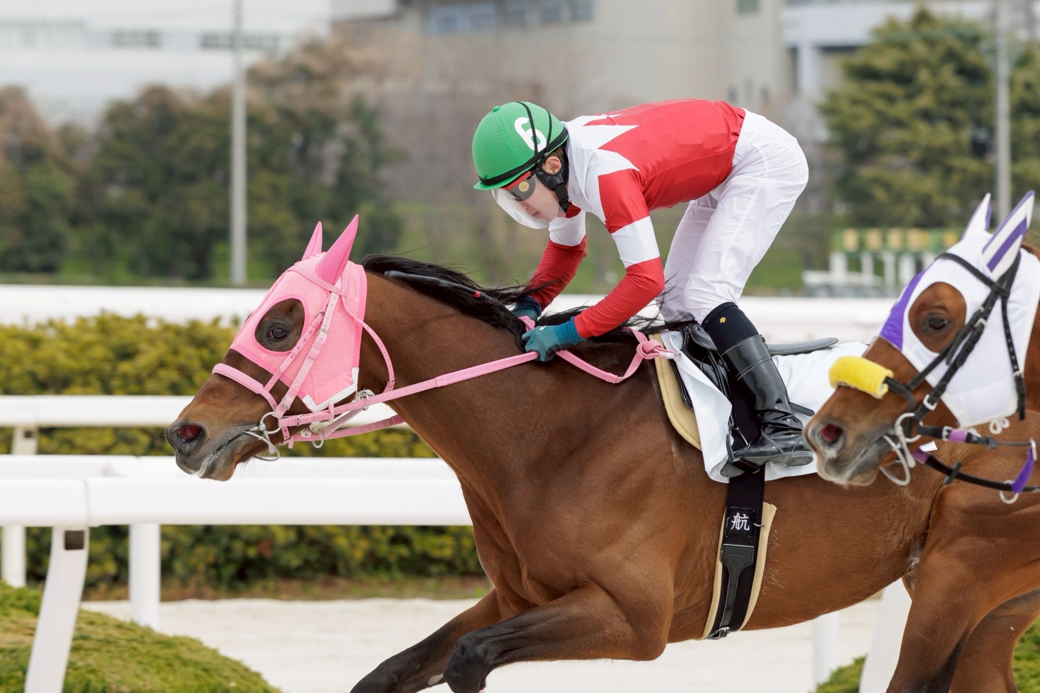 園田競馬 諏訪貴正厩舎 　ダイシチセイがうまぷれに参加しました