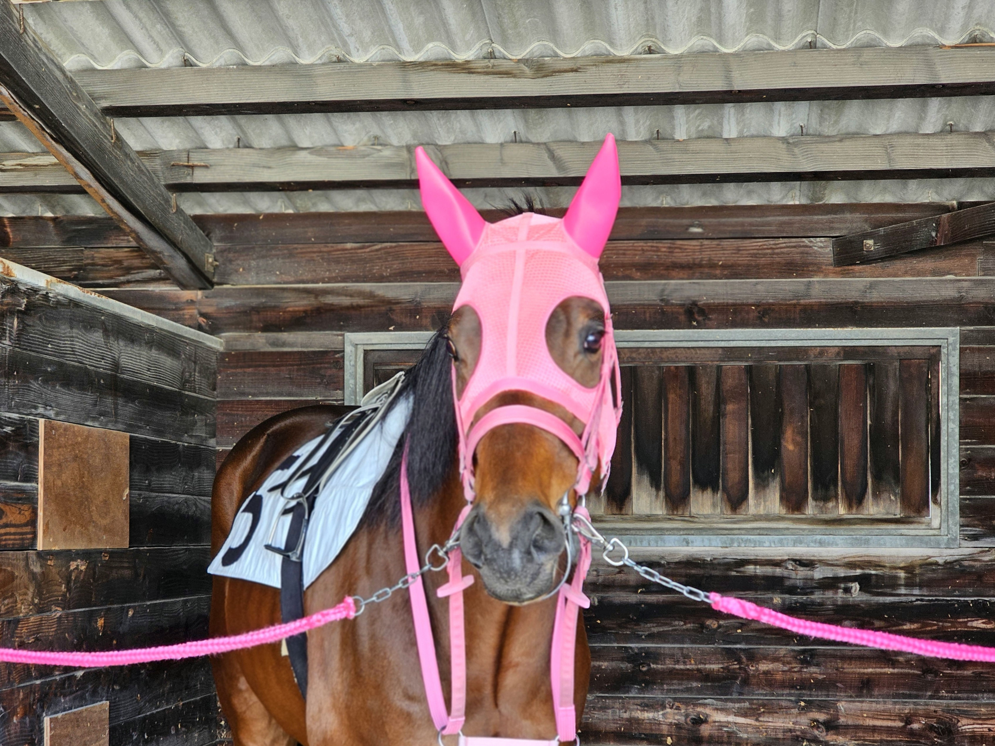園田競馬 諏訪貴正厩舎 　ダイシチセイがうまぷれに参加しましたの2枚目画像