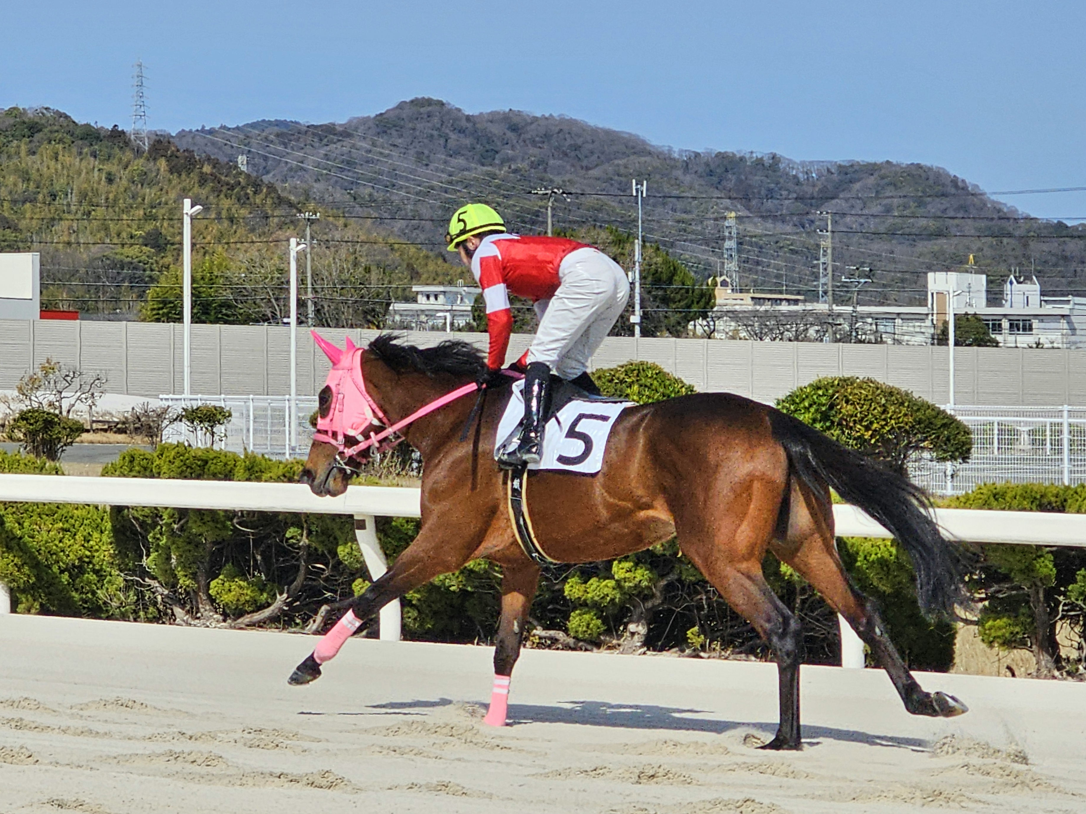 園田競馬 諏訪貴正厩舎 　ダイシチセイがうまぷれに参加しましたの5枚目画像