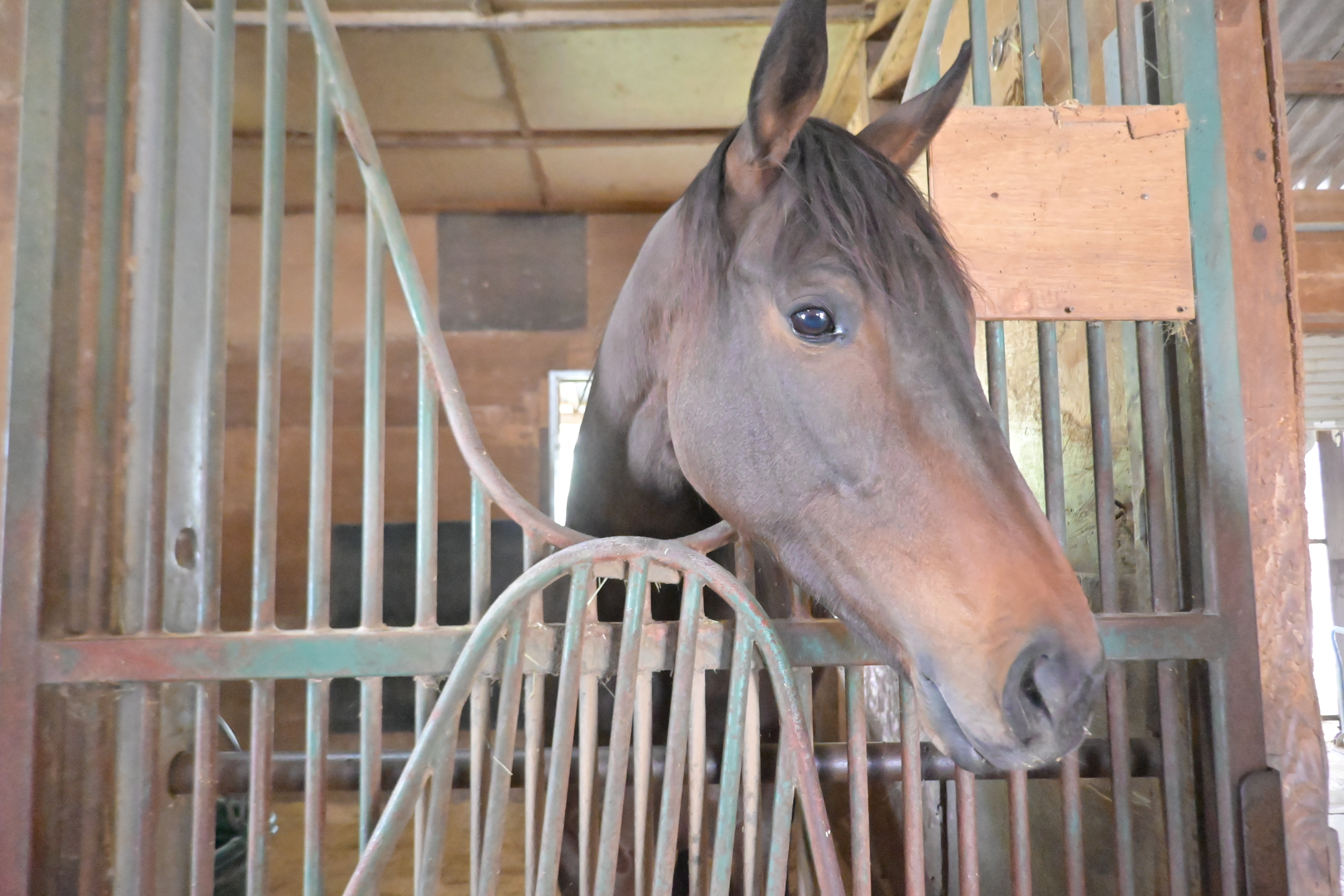 RYOMAステーブル 新たに16頭のお馬さんが参加しましたの3枚目画像