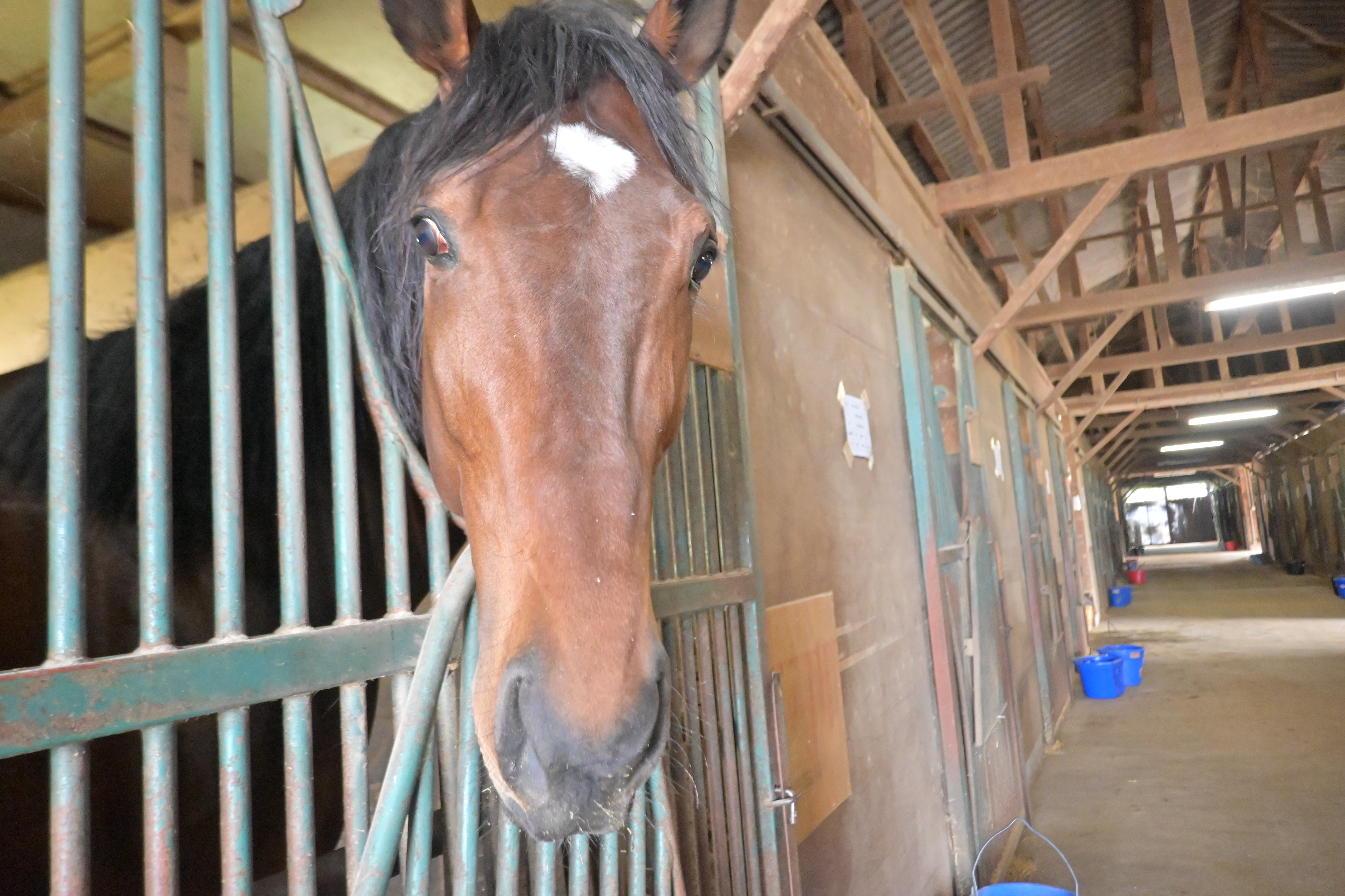 RYOMAステーブル 新たに16頭のお馬さんが参加しましたの5枚目画像