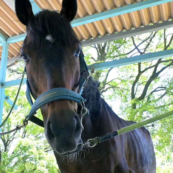 厩舎にいる馬のイメージ