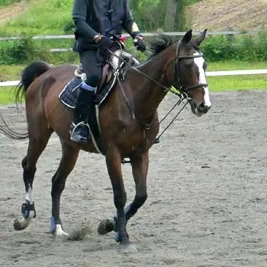 乗馬のイメージ