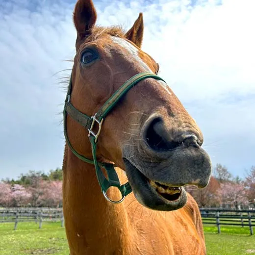 牧場にいる馬のイメージ