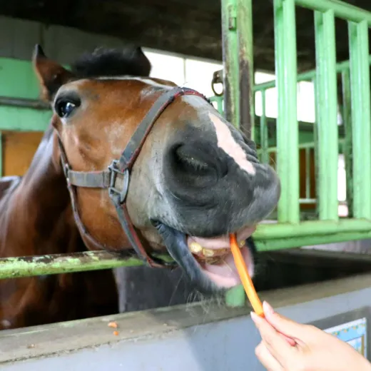 にんじんを食べる馬のイメージ