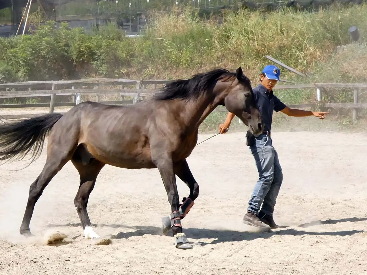 トレーニング中の馬のイメージ