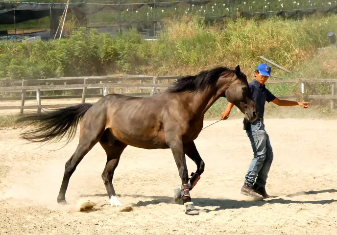 走る馬のイメージ