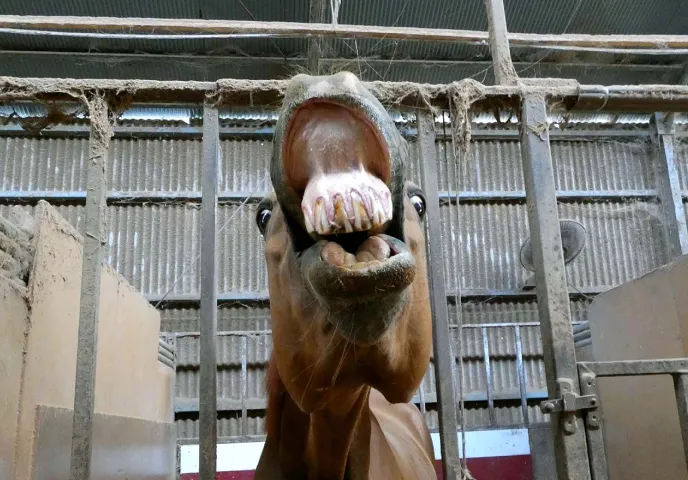 口を開ける馬のイメージ