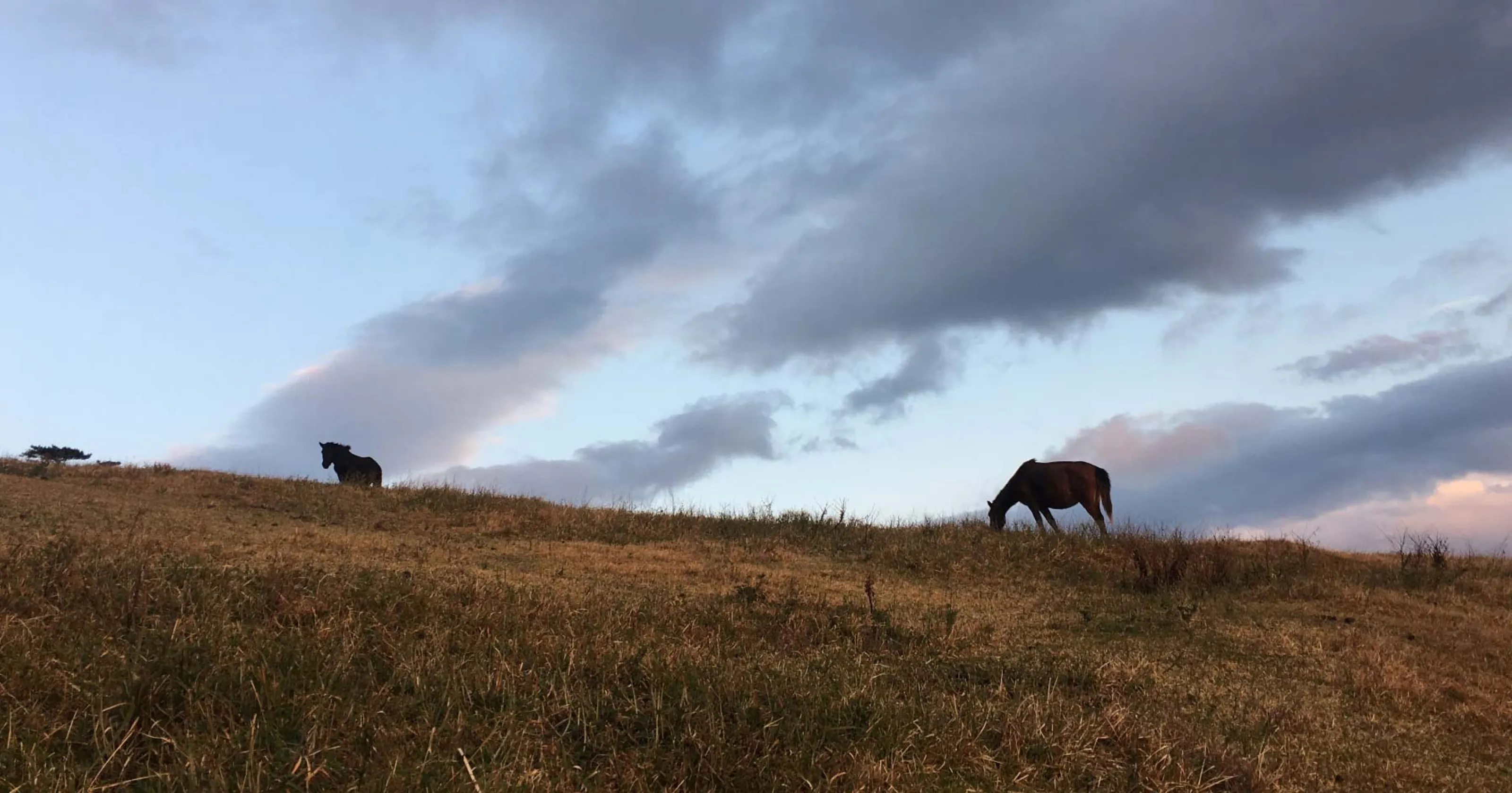 草原にいる馬のイメージ