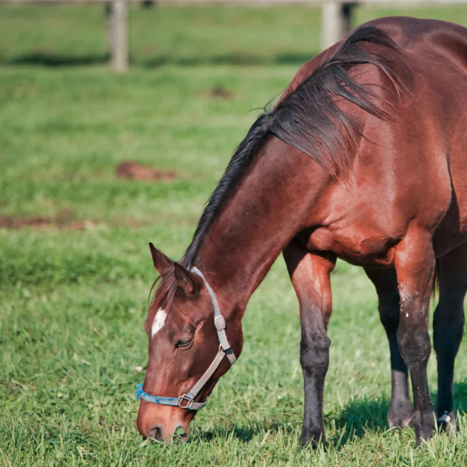 牧草を食べる馬の写真
