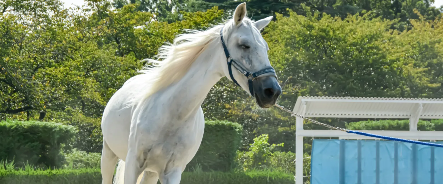 競走馬のイメージ