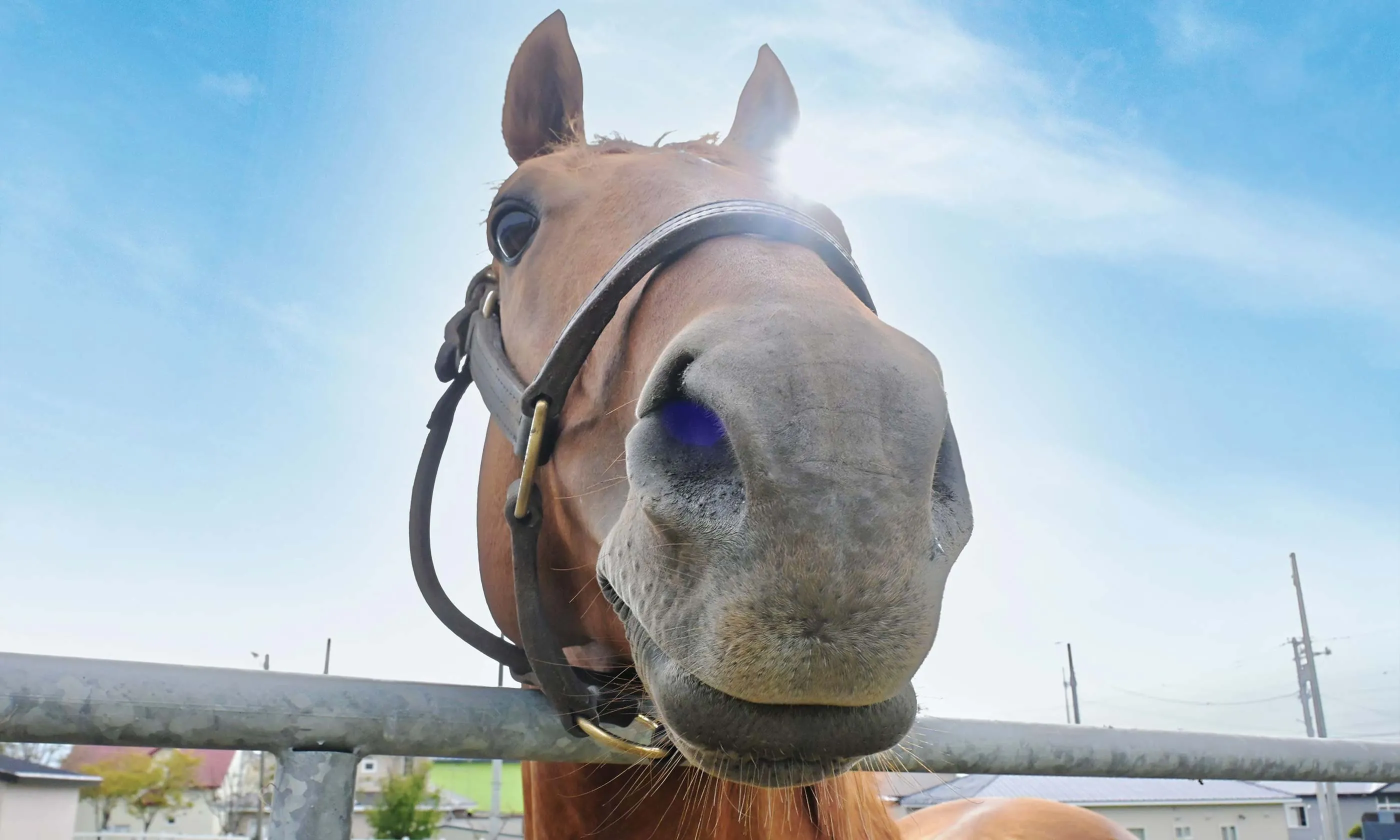 「うまぷれ。」引退馬・競走馬応援サイト／柵から顔を出す馬