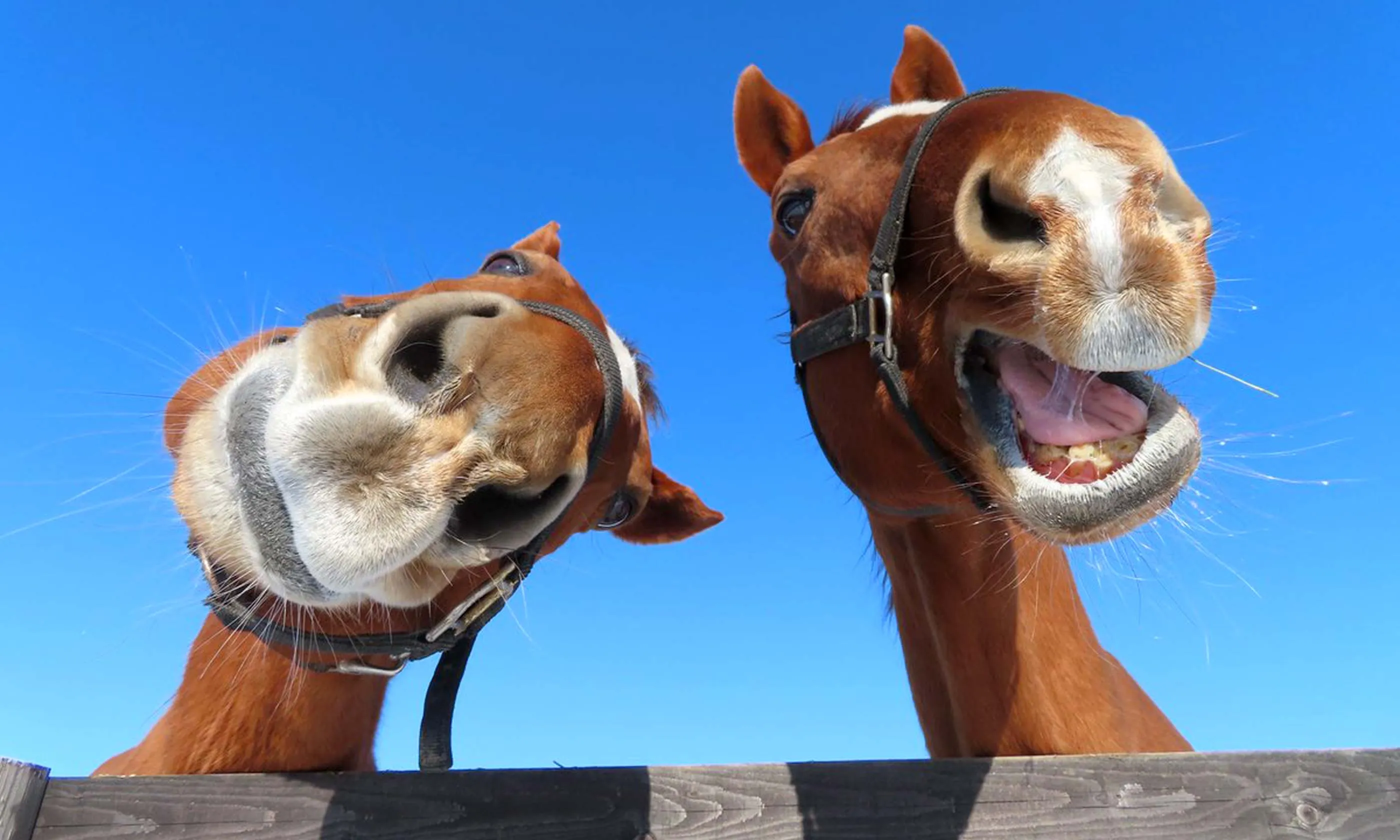 「うまぷれ。」引退馬・競走馬応援サイト／2頭の馬