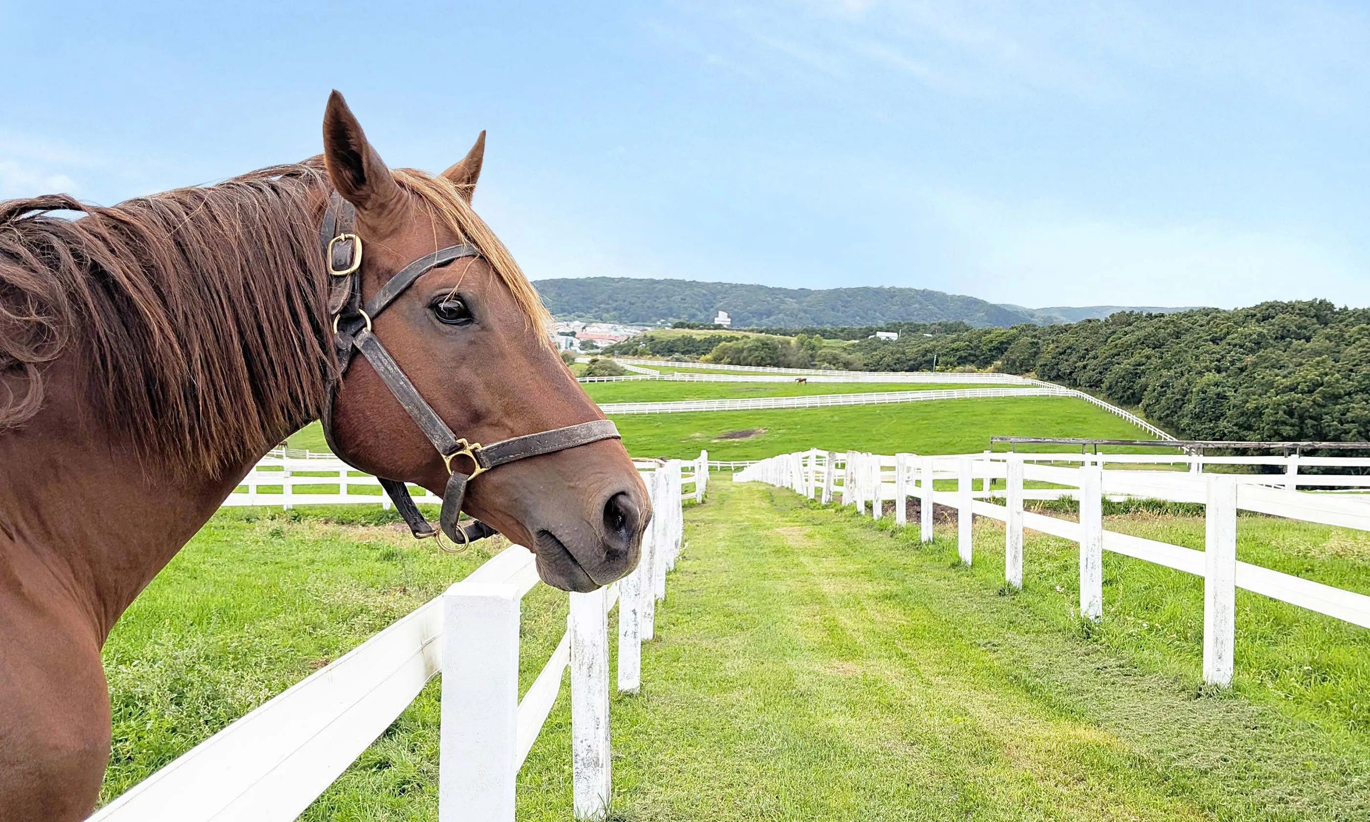 「うまぷれ。」引退馬・競走馬応援サイト／牧場にいる馬